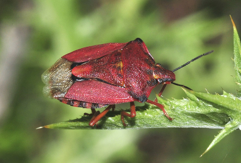 Pentatomidae:  Carpocoris mediterraneus mediterraneus  - Paradisia (Grecia)